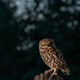 Little owls